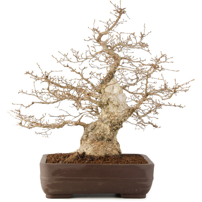 Carpinus coreana, 58 cm, ± 35 jaar oud