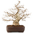 Carpinus coreana, 58 cm, ± 35 jaar oud