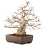 Carpinus coreana, 58 cm, ± 35 jaar oud