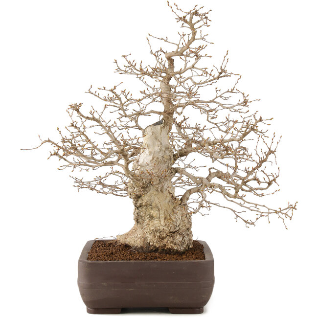 Carpinus coreana, 58 cm, ± 35 years old