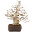 Carpinus coreana, 58 cm, ± 35 jaar oud
