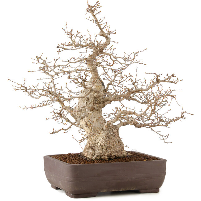 Carpinus coreana, 58 cm, ± 35 ans