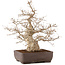 Carpinus coreana, 58 cm, ± 35 jaar oud