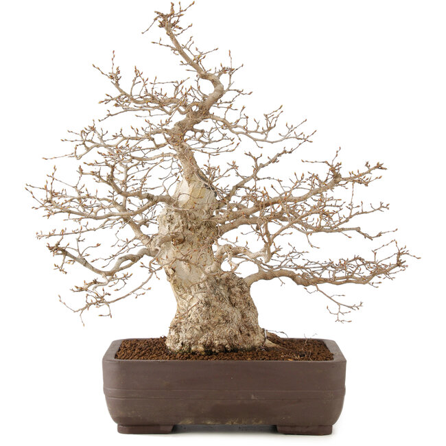 Carpinus coreana, 58 cm, ± 35 años
