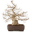 Carpinus coreana, 58 cm, ± 35 jaar oud