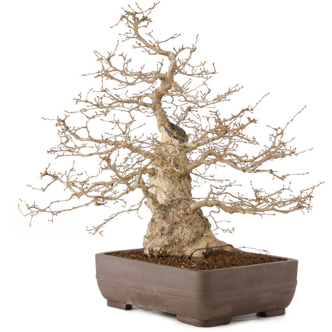 Carpinus coreana, 58 cm, ± 35 anni