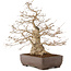 Carpinus coreana, 58 cm, ± 35 jaar oud