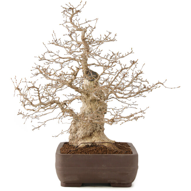 Carpinus coreana, 58 cm, ± 35 years old