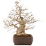 Carpinus coreana, 58 cm, ± 35 jaar oud