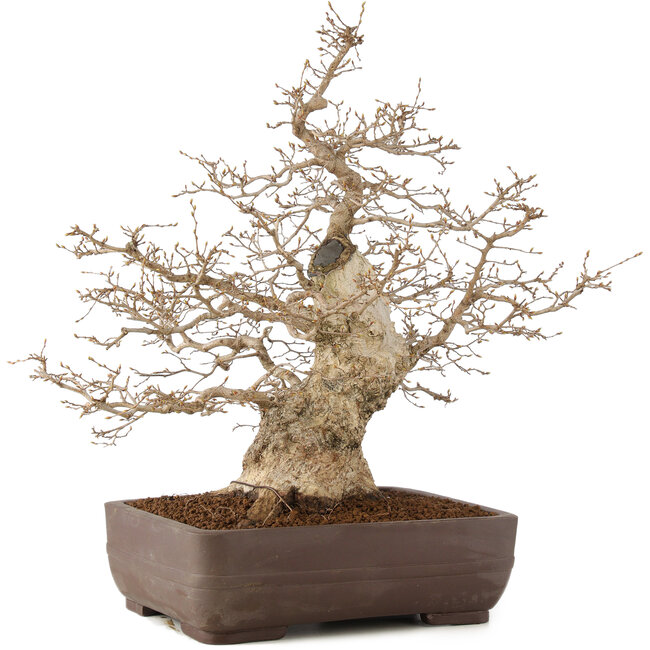 Carpinus coreana, 58 cm, ± 35 jaar oud