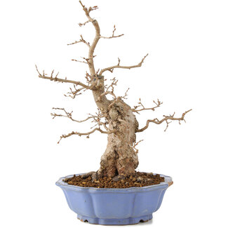 Carpinus coreana, 40 cm, ± 20 jaar oud