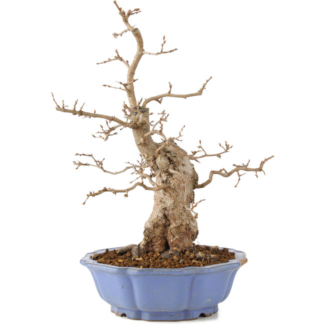 Carpinus coreana, 40 cm, ± 20 jaar oud