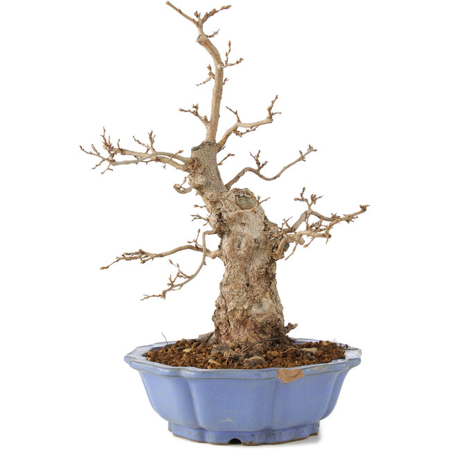Carpinus coreana, 40 cm, ± 20 años