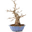 Carpinus coreana, 40 cm, ± 20 Jahre alt