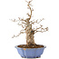 Carpinus coreana, 40 cm, ± 20 jaar oud