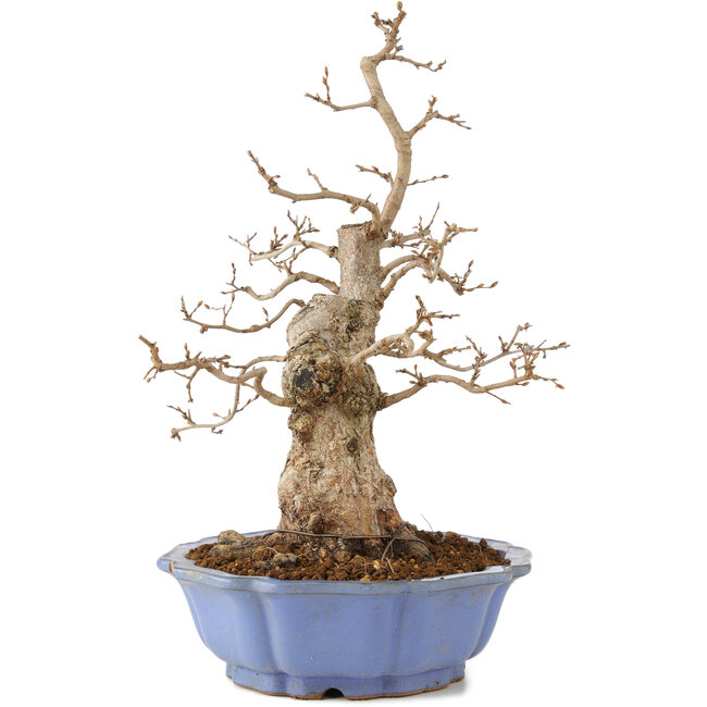 Carpinus coreana, 40 cm, ± 20 anni
