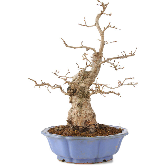 Carpinus coreana, 40 cm, ± 20 years old