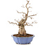 Carpinus coreana, 40 cm, ± 20 years old