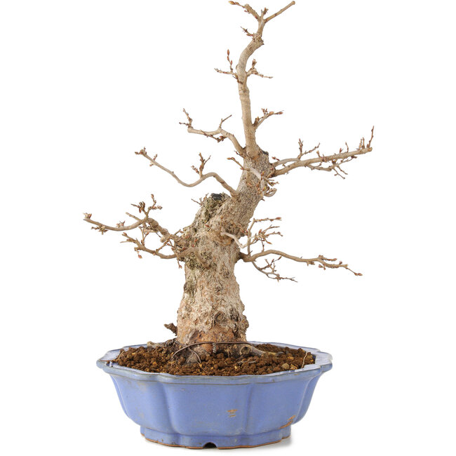 Carpinus coreana, 40 cm, ± 20 ans
