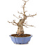 Carpinus coreana, 40 cm, ± 20 anni