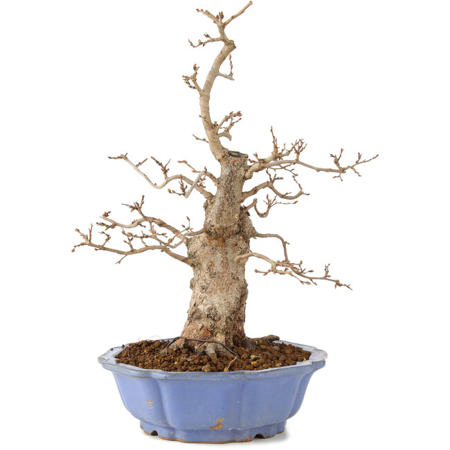 Carpinus coreana, 40 cm, ± 20 years old