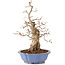 Carpinus coreana, 40 cm, ± 20 anni