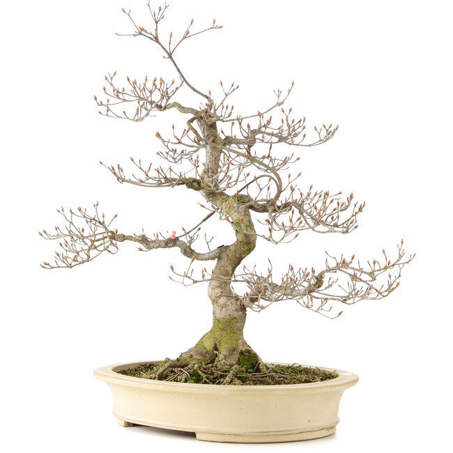 Cornus kousa, 66 cm, ± 20 anni