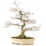 Cornus kousa, 66 cm, ± 20 years old