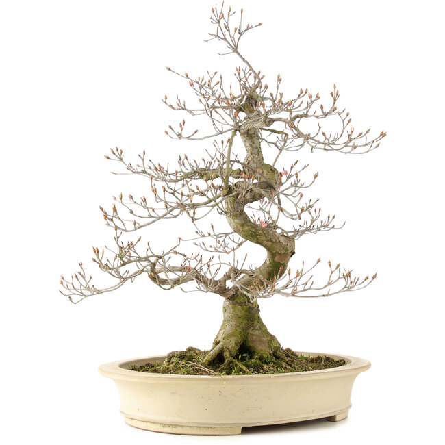 Cornus kousa, 66 cm, ± 20 ans