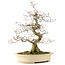 Cornus kousa, 66 cm, ± 20 years old