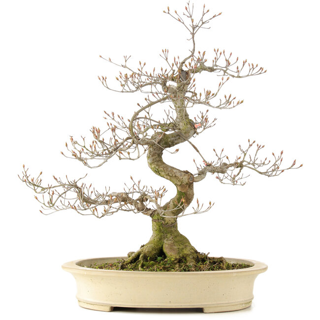 Cornus kousa, 66 cm, ± 20 anni