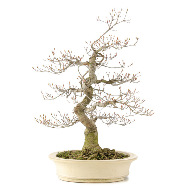 Cornus kousa, 66 cm, ± 20 Jahre alt