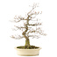 Cornus kousa, 66 cm, ± 20 years old