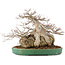 Acer buergerianum, 42 cm, ± 40 years old