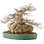 Acer buergerianum, 42 cm, ± 40 years old