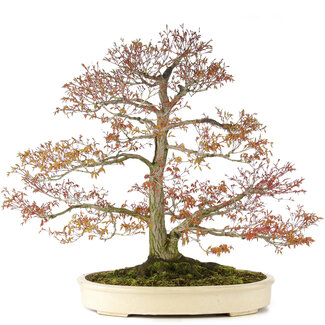 Acer palmatum, 80 cm, ± 30 años
