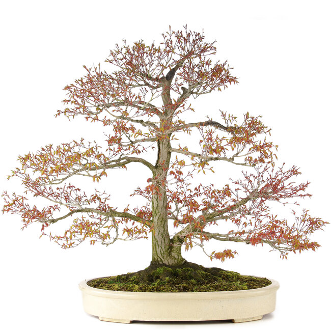 Acer palmatum, 80 cm, ± 30 jaar oud, met een nebari van 42 cm