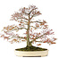 Acer palmatum, 80 cm, ± 30 anni, con un nebari di 42 cm
