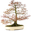 Acer palmatum, 80 cm, ± 30 ans, avec un nebari de 42 cm