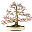 Acer palmatum, 80 cm, ± 30 jaar oud, met een nebari van 42 cm