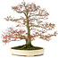 Acer palmatum, 80 cm, ± 30 Jahre alt, mit einem Nebari von 42 cm