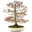 Acer palmatum, 80 cm, ± 30 años, con nebari de 42 cm