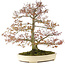 Acer palmatum, 80 cm, ± 30 ans, avec un nebari de 42 cm