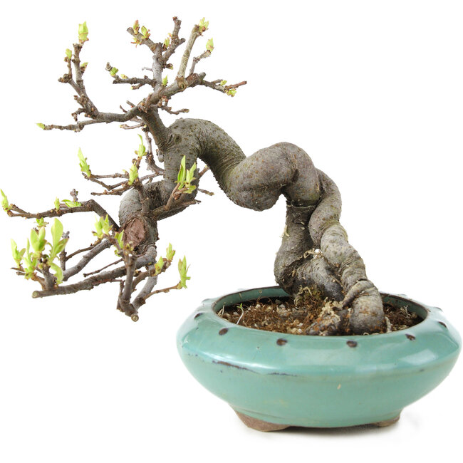 Pseudocydonia sinensis, 13 cm, ± 6 años