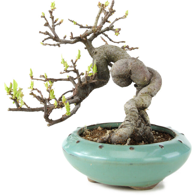 Pseudocydonia sinensis, 13 cm, ± 6 ans