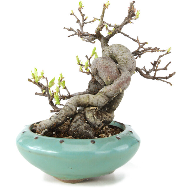 Pseudocydonia sinensis, 13 cm, ± 6 ans