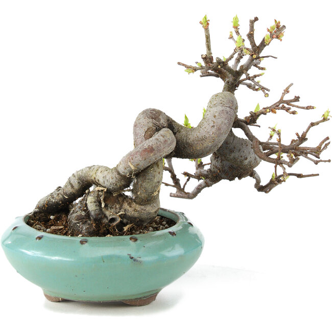 Pseudocydonia sinensis, 13 cm, ± 6 jaar oud