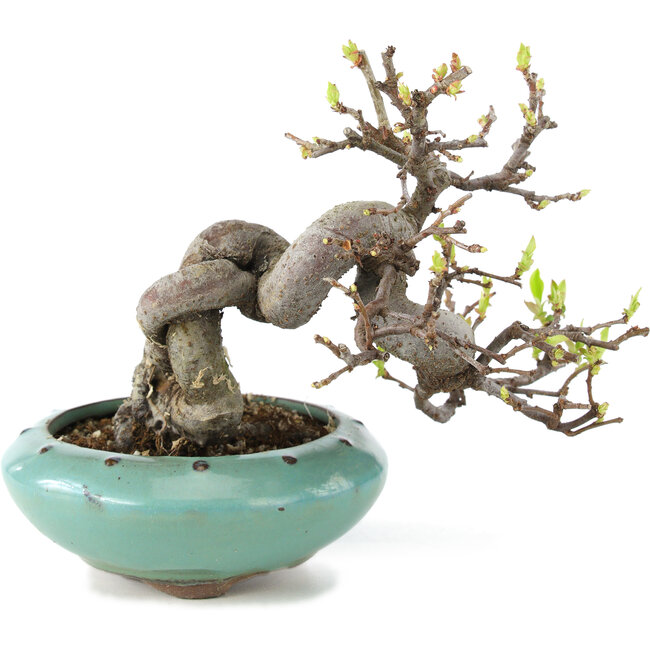 Pseudocydonia sinensis, 13 cm, ± 6 Jahre alt