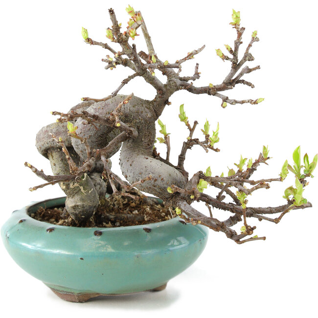 Pseudocydonia sinensis, 13 cm, ± 6 years old