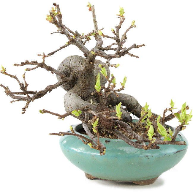 Pseudocydonia sinensis, 13 cm, ± 6 years old